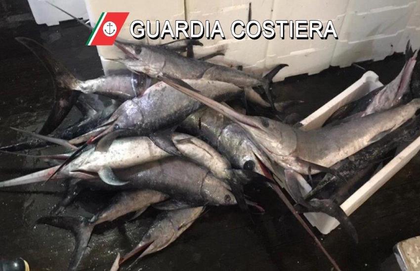 SEQUESTRATO UN QUINTALE DI PESCE SPADA SOTTO MISURA