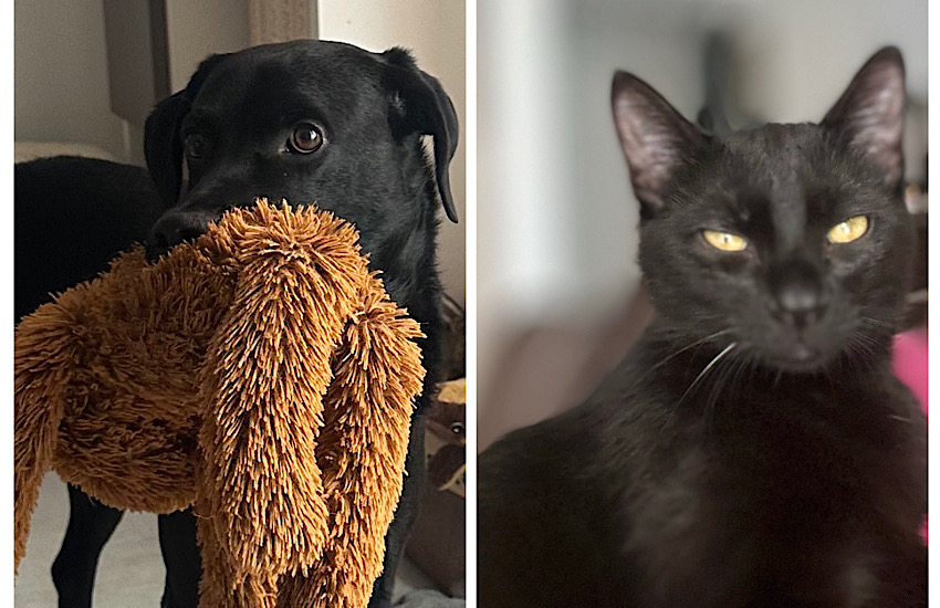 Venturina Terme: lezione gratuita di primo soccorso veterinario