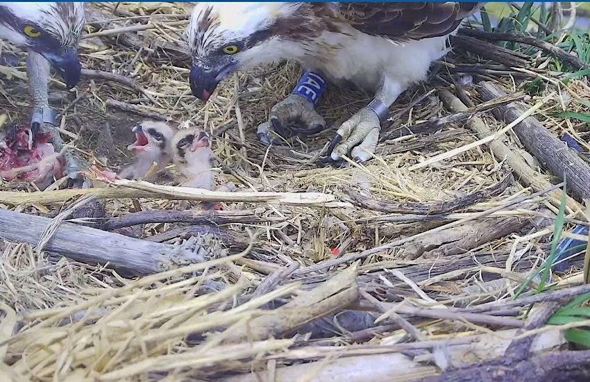 Nati due falchi pescatori all’oasi Orti-Bottagone