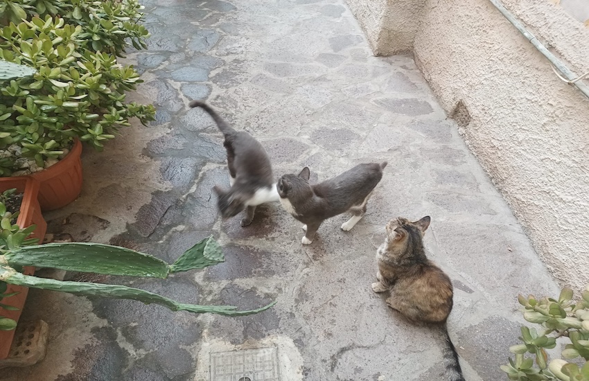 Gatti in adozione - Pennainmovimento