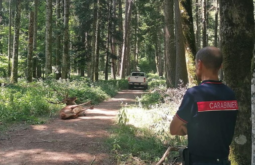 Cervo - Pennainmovimento