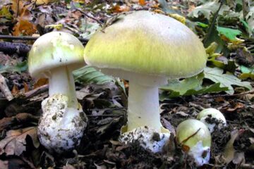 Amanita phalloides - Pennainmovimento