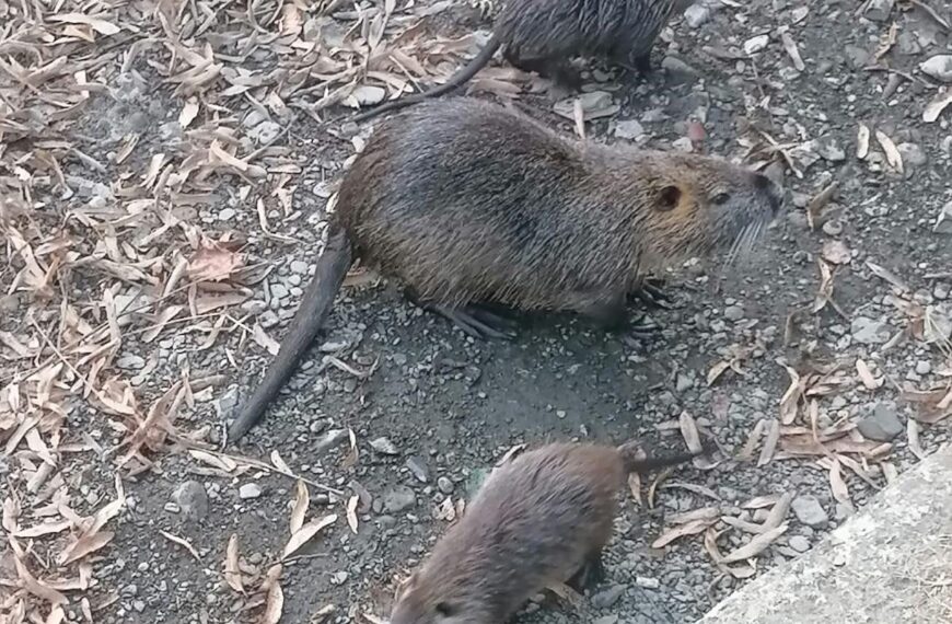 Fermare l’abbattimento di una famigliola di nutrie: associazioni e cittadini si impegnano per salvare questi innocui animali