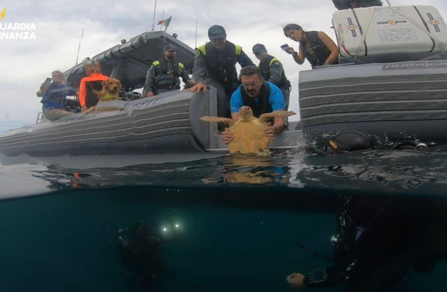 La tartaruga marina “Vera” torna di nuovo in mare