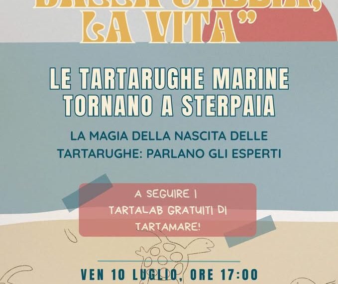 Le tartarughe marine tornano a Sterpaia