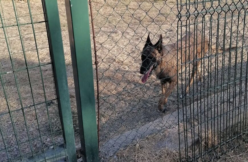 Lettera al sindaco di Massa Marittima per i cani trasferiti da Scarlino a Ribolla
