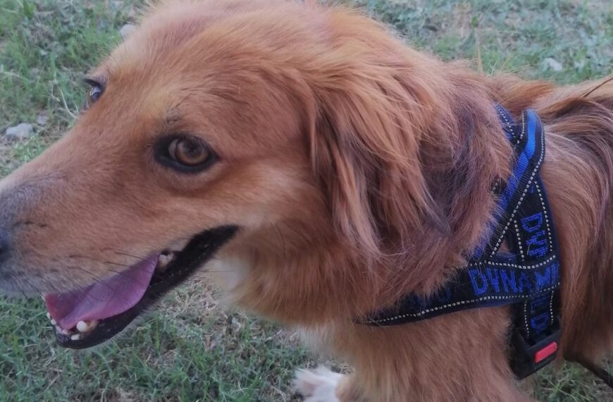 Canile La Botte: iniziato il trasferimento dei cani, inascoltate le proteste