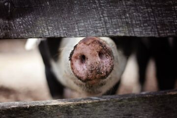 Peste suina africana: dalla Regione nuove indicazioni ai Comuni toscani