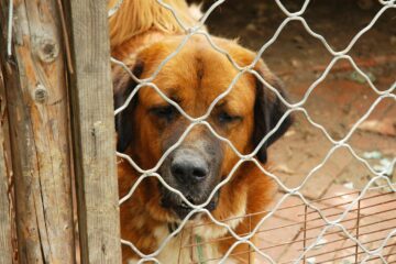 Nuovo canile sanitario: “Un impegno concreto per il benessere animale”