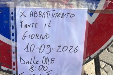 Piombino, piazza Edison: abbattimento di un solo pino