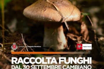 Campiglia Marittima, raccolta funghi: le novità di questa stagione