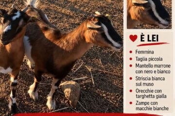 Piombino: appello per ritrovare una capretta rubata
