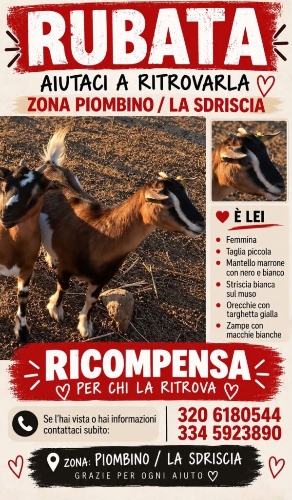 Piombino: appello per ritrovare una capretta rubata