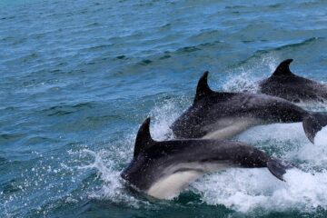 Tutela inefficace nel mare “protetto” della Toscana