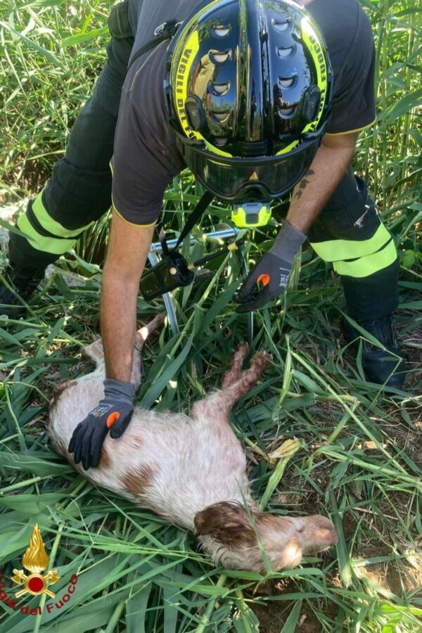 Cane finisce in un pozzo: l’Intervento dei Vigili del Fuoco