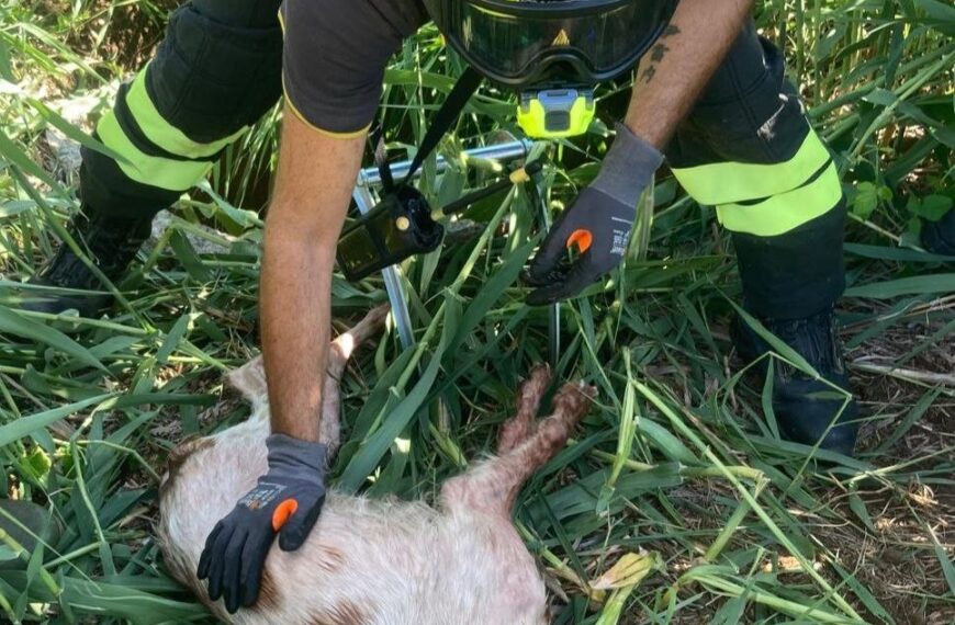 Cane finisce in un pozzo: l’Intervento dei Vigili del Fuoco