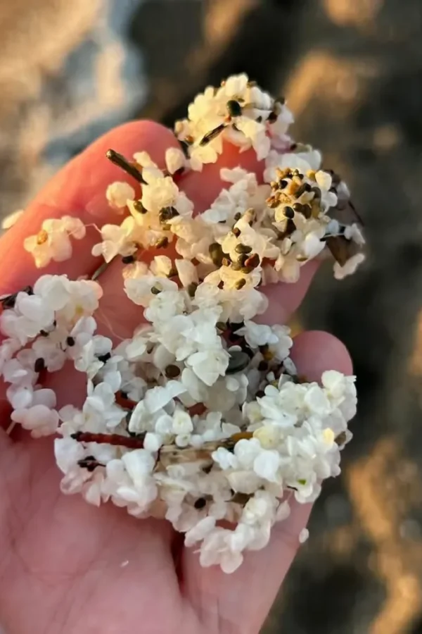 Granuli bianchi sulle coste toscane: si tratta di lenticchie d’acqua