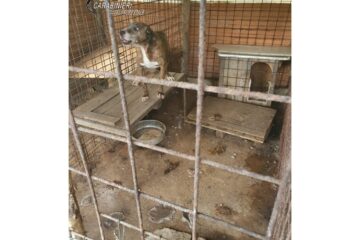 Cecina: maltrattamento di un cane, denunciato il proprietario